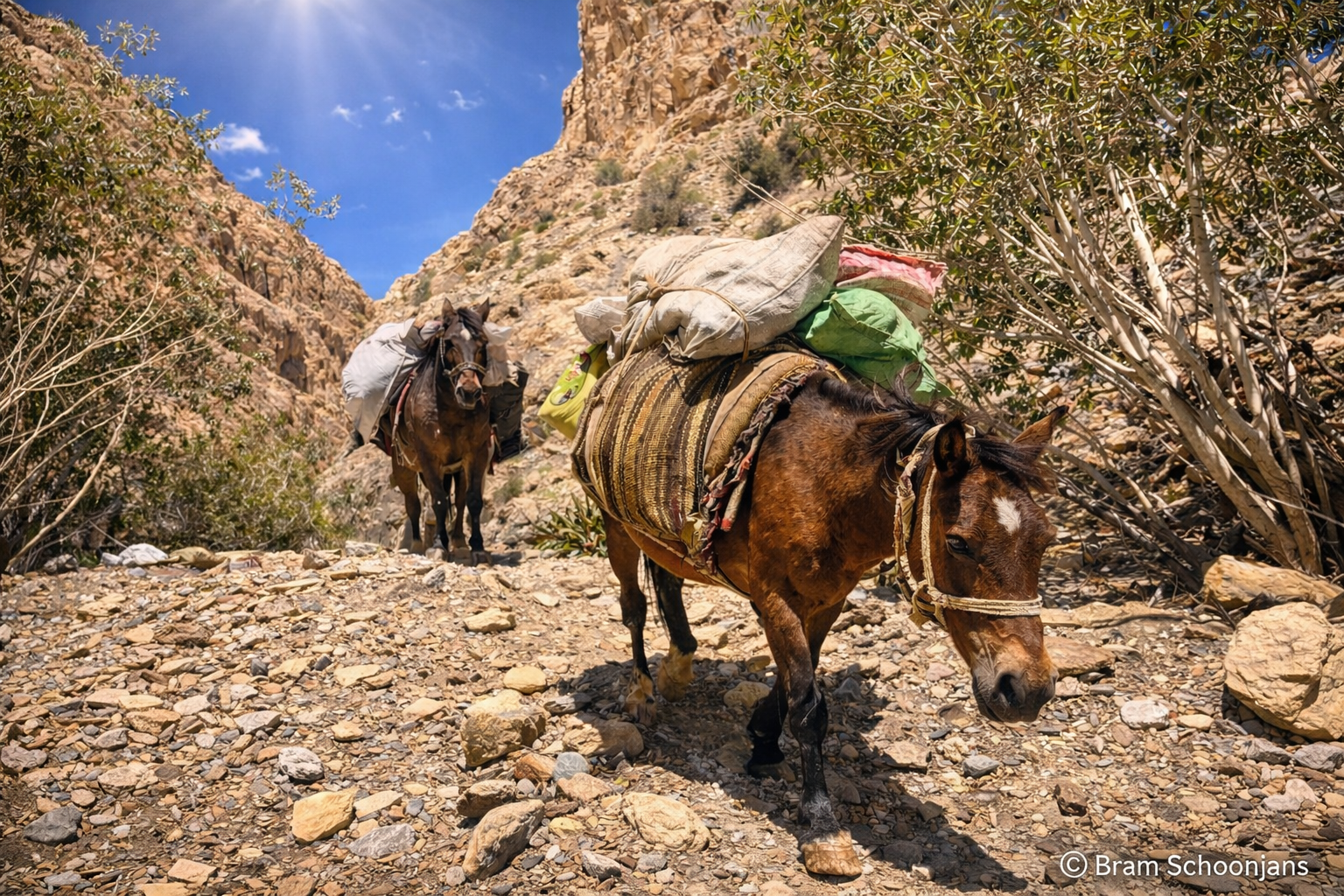 Pack animals on a narrow trail in the Zanskar valley